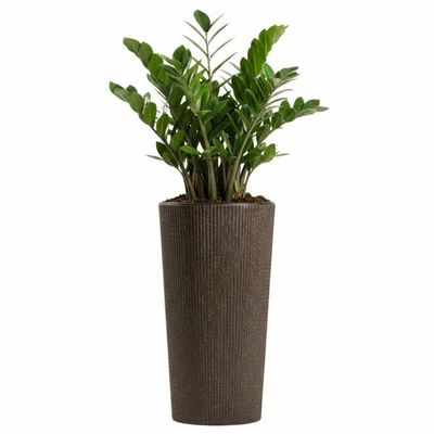 Urbanika kaffe espresso urtepotte h36,4x196 cm