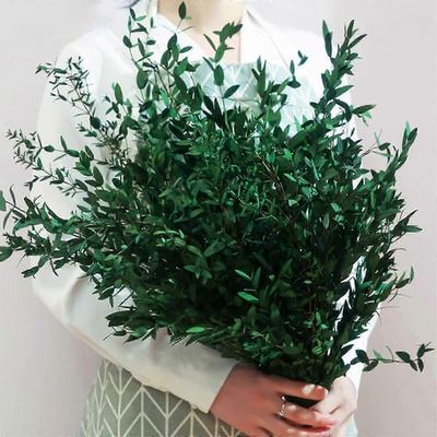 Eucalyptusstængler, fine grønne blade, 120g naturlig dekoration