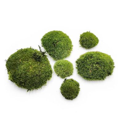 Pude Mos - Mørkegrøn Naturlig - 0,062m² (40x15cm) - Frankrig