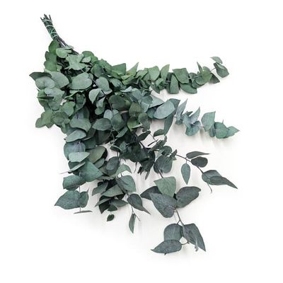 Stabiliseret eukalyptus - Stuartiana - Grøn