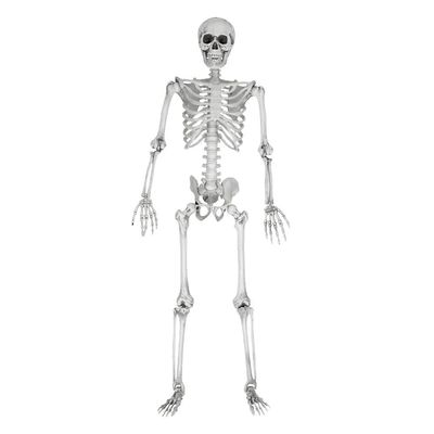 Skjelett, Full Størrelse - 170 cm