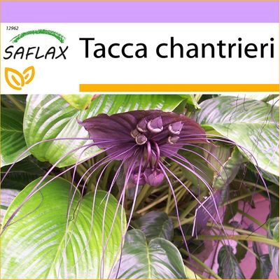 Saflax - 10 siementä - musta Bat kukka Fleur chauve souris - Pianta pipistrello - Planta Murcielago - Fledermausblume