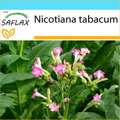Saflax - lahjapakkaus - 250 siemenet - yhteinen tupakka - Tabac - Pianta del tupakan - Tabaco de Virginia - kuitenkin Virginischer Tabak