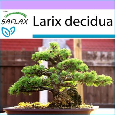 SAFLAX Pellava - 75 siementä - Bonsai - Euroopan lehtikuusi - Mélèze d'Europe - Laricen kunta - Alerce europeo - Europäische Lärche