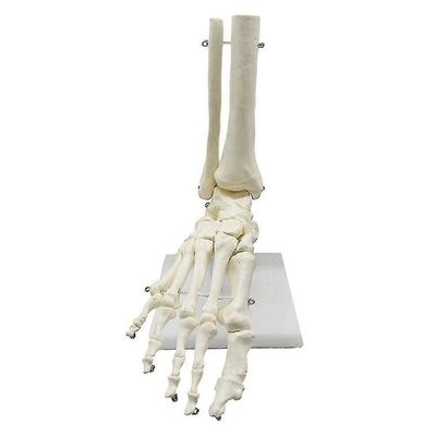 1: 1 Ihmisen luuranko, jalka, anatomia, jalkaterän ja nilkan malli, jossa anatomisen mallin anatomian opetus