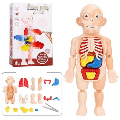 3d Menneskekroppen Torso Model Realistisk Menneskelig anatomi Display Samling Legetøj Kid Voksen Uddannelse Lær DIY Organ Medicinsk undervisningsvæ...