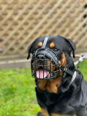 STERK tråd Metallsnute Kurv Hundemunnkurv Rottweiler, Mastiff Golden Retriever og annet (R1, svart / svart skinn)