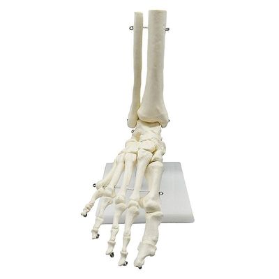JoYoung Shop 1: 1 Lifesize human foot skeleton anatomi modell medicinsk vetenskap undervisningsresurser dropshipping