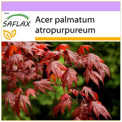 SAFLAX Pellava - 20 siementä - Punainen japanilainen vaahtera - Erable du Japon pourpre - Acero palmato rosso / Acero giapponese rosso - Arce japon...