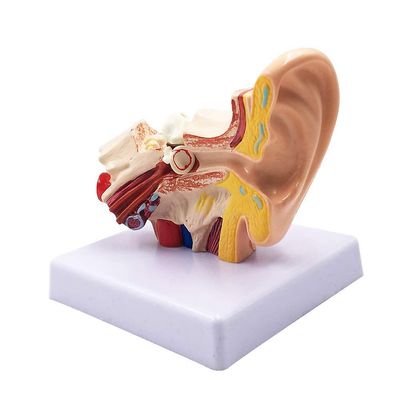 1.5x ihmiskorvan anatomiamalli - ammattimainen työpöydän sisäkorvan rakenteen simulointimalli Educatille Kuten