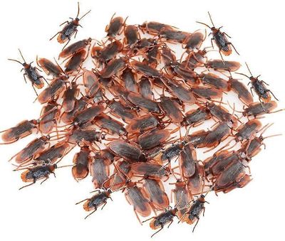 100kpl fake torakoita, kepponen torakka, muovinen särki temppu lelut juhlia, halloween, koristelu