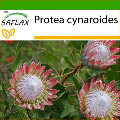 Saflax - 5 siemenet - maaperä - jättiläinen kuningas Protea - Protée royale - Protea re - Protea rey - Königsprotea