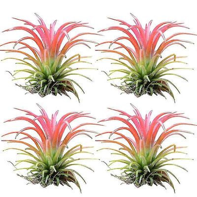 4kpl ilmakasvi koristeellinen maaperää ei tarvita kohtalainen kastelu helppo hoitaa sisämaljakko veden istutus tillandsia kasvien koristelu kodin s...