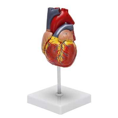 1: 1 Mänsklig hjärtmodell, anatomiskt exakt hjärtmodell Livsstorlek Mänskligt skelett Anatomi Kompatibel vetenskap Klassrumsstudie Visa undervisnin...