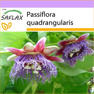 Saflax - 12 siementä - jättiläinen grenadilla - Grenadille géante - Granadilla - Granadilla gigante - Riesengranadilla / Königsgranadilla
