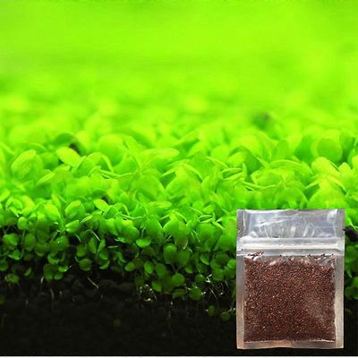 Uusi akvaario koristekasvien siemenet Kalasäiliö Maiseman koristelu Vesi Ruoho Siemenet Helppo kasvattaa Big Leaf