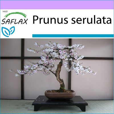 SAFLAX Sapellava - 30 siementä - Bonsai - Villi musta kirsikka - Cerisier du Japon - Ciliegio del Giappone / Sakura - Cerezo japonés - Japanische B...