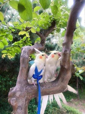 XS Linnun valjaat ja talutushihna, säädettävä ulkona lentävä harjoitusköysi cockatielille, aralle, undulaattille, munkkipapukaijalle, papukaijalle ...