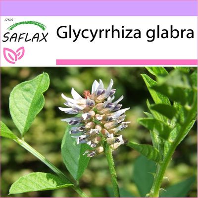 Saflax - 30 siementä - lakritsi - Réglisse glabre - Liquirizia - Regaliz u orozuz - Süßholz / Lakritze