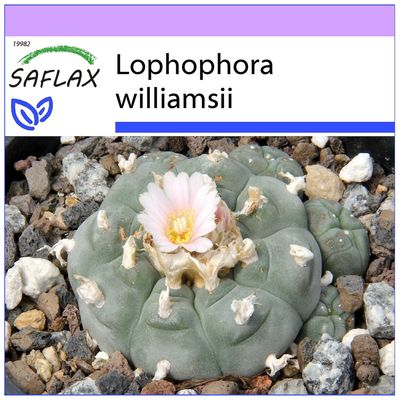 Saflax - 20 siemenet - Peyote - Peyotl - Peyote - Peyote - Peyotl Kaktus