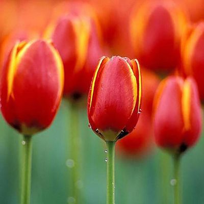 50stk tulipanløg blomsterfrø havegård voksende diy hjem plante indretning Pink