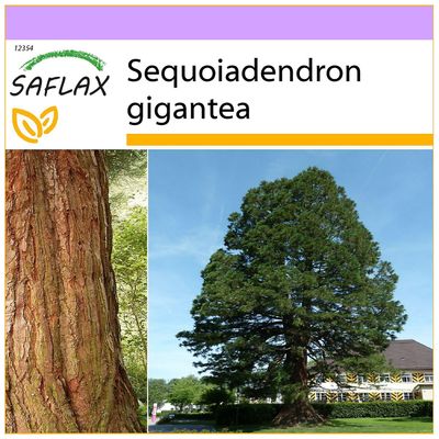 Saflax - 50 siementä - Kalifornian jättiläinen Redwood - Séquoia géant - Sequoia gigante - Árbol mamut - Berg - Mammutbaum