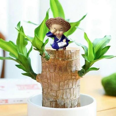 Brasilialainen puuruukkukasvien koristelu kotitoimiston sisustamiseen D