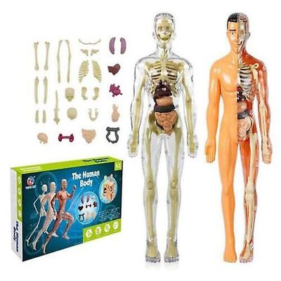 Anatomi Modell för barn Human Torso Science Learning Avtagbar människokropp