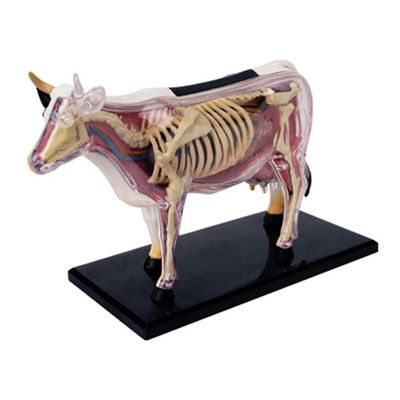 Eläinten elinten anatomia Malli 4D Lehmän älykkyys Kokoaminen Leluopetus Anatomian malli DIY-laitteet kuvan väri