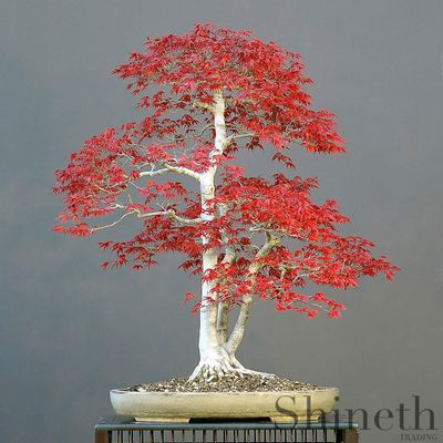 Shineth Trading Japansk rødbladet ahorn (Acer palmatum atropurpureum)