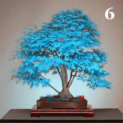 100kpl vaahterapuun siemeniä kasvi kotipuutarha bonsai toimisto piha maisemointi sisustus 6