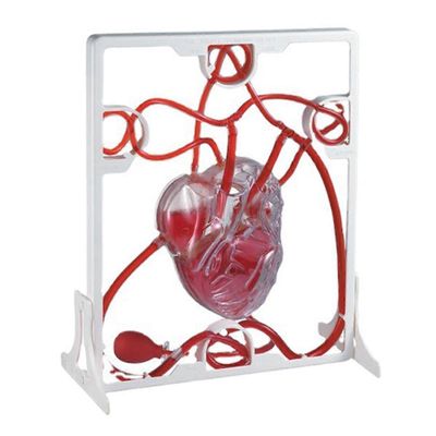 Sydämen verenkiertomalli Simulaatio Tiede Koulutus opiskelijoille Luokkahuone Tiede Ihmiskehon anatomia Elinmalli Valkoinen