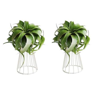 2 Pack Air Plant Holder Tillandsia Metal Innendørs bordplate Big Streptophylla Air Plant Stands Plant R