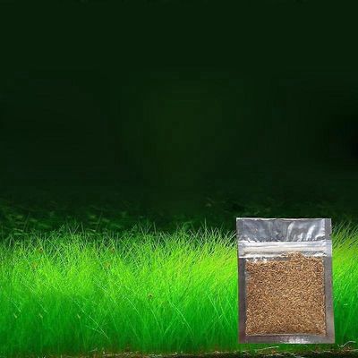 Uusi akvaario koristekasvien siemenet Kalasäiliö Maiseman koristelu Vesi Ruoho Siemenet Helppo kasvattaa Small Fine Leaves