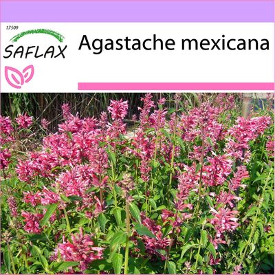Saflax - 50 siementä - Meksikon jättiläinen iisoppi - Agastache mexicaine - Anice menta messicana - Toronjil morado - Limonen - Aniskraut