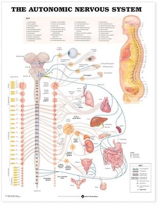 Det autonome nervesystemet anatomisk diagram