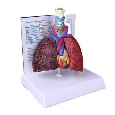 Elämän koko ihmisen keuhkomalli anatominen hengityselinten anatomia koulutieteen resursseille tutkimus näyttää opetustyökalun