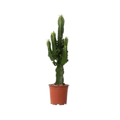 Plant in a Box Kynttelikkaktus - Euphorbia ingens - Korkeus 50-60cm - ⌀17cm Vihreä H50cm x W17.00cm