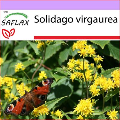 Saflax - 100 siementä - kultapiisku - Solidage verge d'or - Verga d'oro - Vara de oro - Echte Goldrute