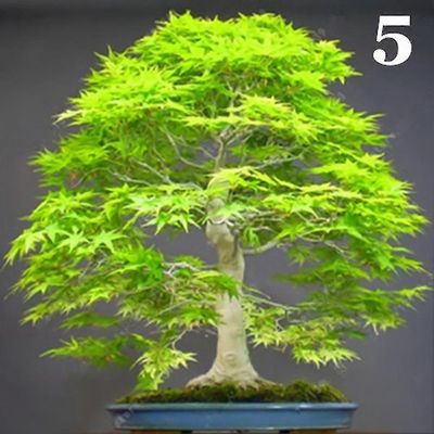 100kpl vaahterapuun siemeniä kasvi kotipuutarha bonsai toimisto piha maisemointi sisustus 5