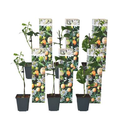 Plant in a Box Passionkukka - 6 kpl. - Passiflora edulis 'Frederick' - Korkeus 25-40cm - ⌀9cm Violetti H25cm x W9.00cm
