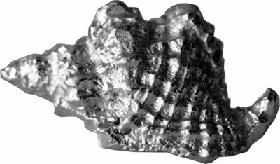 Wentworth Støbt Tin Triton Shell Ornament - JK26