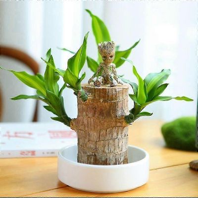 Mini Brazil Lucky Wood - Maaginen itävä Lucky Bambu Wood - Hydroponinen ruukkukasvin kanto Pieni minikasvi - Hydroponinen onnenpuu - Sisätoimisto B...