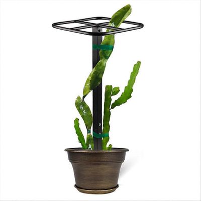 Premium-kokoinen lohikäärmeen hedelmäsäleikkö - Kestävät metallisäleiköt