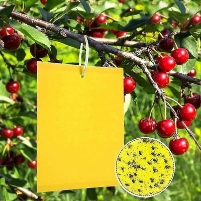 50 keltaista lautaa sienisäskien torjumiseksi 20cmx15cm, Premium Yellow Sticker Fly Trap, Keltainen pistoke kirsikkahedelmäkärpästä vastaan, Toukka...