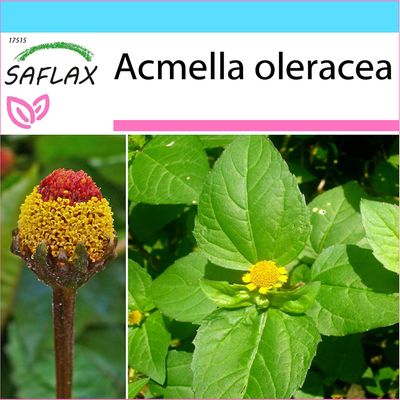 Saflax - lahja Set - 500 siementä - Para Cress – Brède mafane - Crescione del Brasile - Hierba de los dientes / parakrassi-nimellä - Parakresse