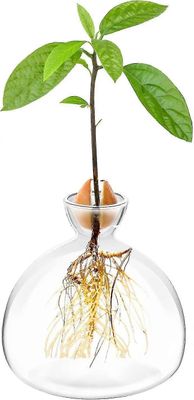 Avokado Seed Starter Istutuskone Maljakko Ruukku Avokadopuun kasvatussarja Lasimaljakot Kasvata avokadopuita kotona Avokadopuun kasvatussarja Epäta...