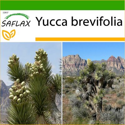 Saflax - 10 siementä - maaperä - Joshua Tree - Arbre de Arguineguín - Albero di Giosuè - Árbol de Arguineguín - Joshua Tree