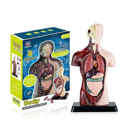 11 tuuman ihmiskehomalli lapsille, ihmisen vartalon anatomian mallilelut, 8 kpl irrotettava anatomianukke, jossa on