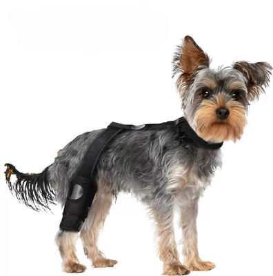 Koiran ACL-polvituki koiran polvituki repeytyneelle ACL-takajalalle, koiran polvituki ristisidevammalla, niveltulehdus, lonkkakipu L